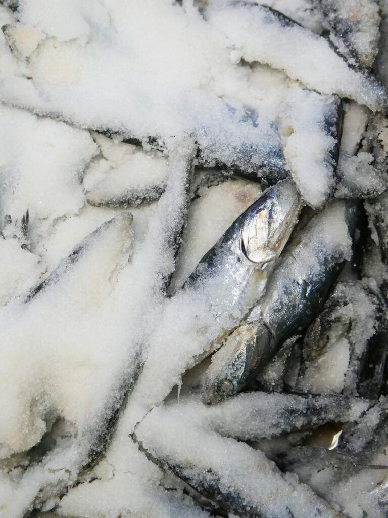 Hoe gezond is haring: de voordelen van een lekker visje