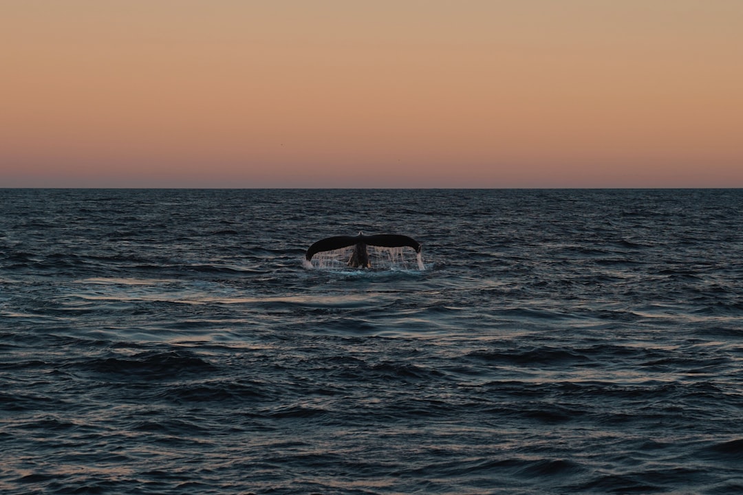 De mooiste korte kapsels van 2024 voor elk gezicht