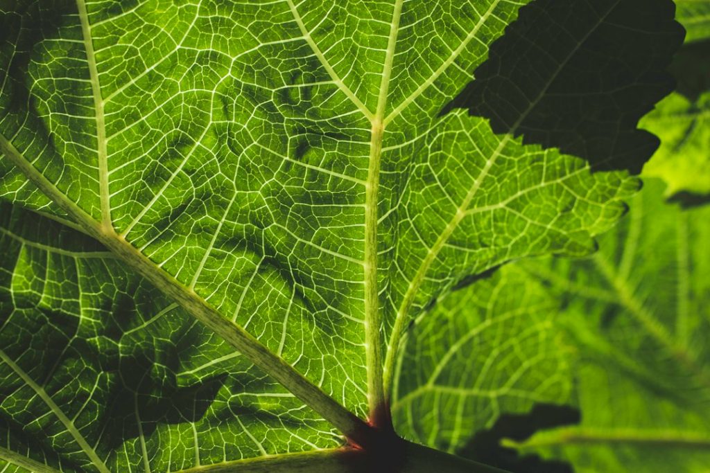 okra groente